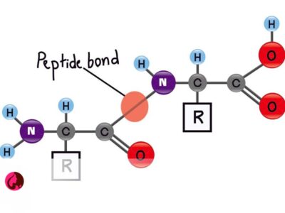 پپتید peptide