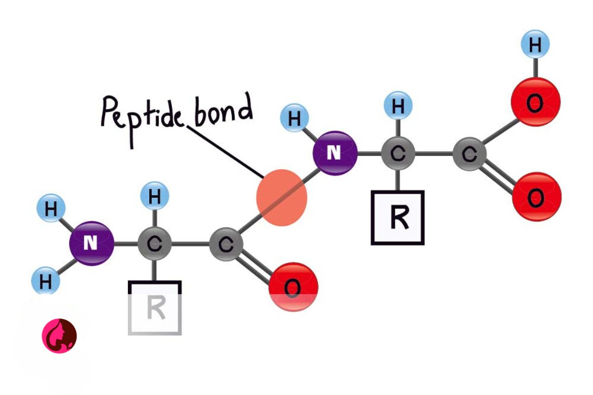 پپتید peptide