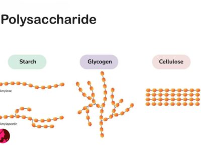 پلی ساکاریدها Polysaccharide