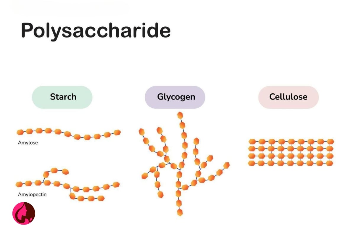 پلی ساکاریدها Polysaccharide